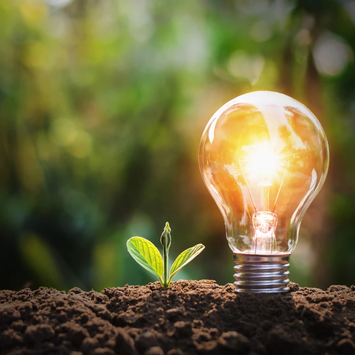 lightbulb with small plant on soil and sunshine. concept saving